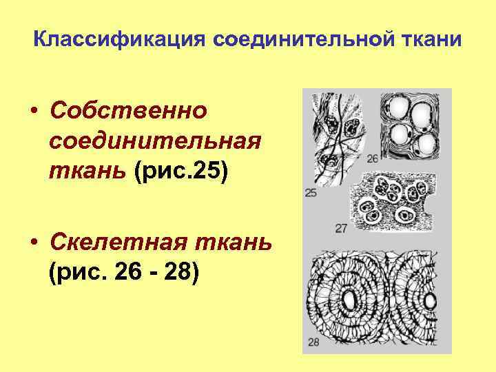 Классификация соединительной ткани • Собственно соединительная ткань (рис. 25) • Скелетная ткань (рис. 26