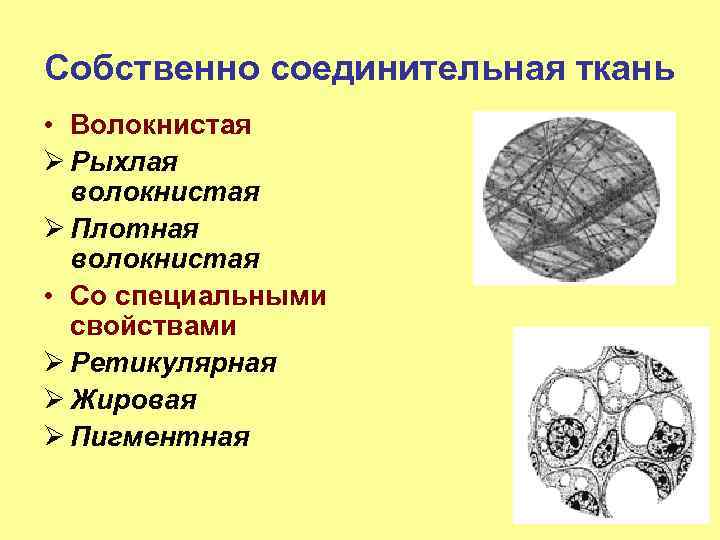 Собственно соединительная ткань • Волокнистая Ø Рыхлая волокнистая Ø Плотная волокнистая • Со специальными