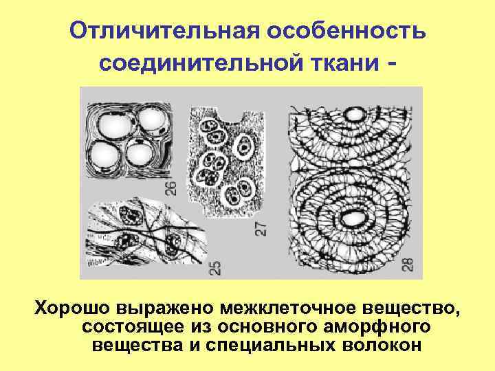 Отличительная особенность соединительной ткани - Хорошо выражено межклеточное вещество, состоящее из основного аморфного вещества