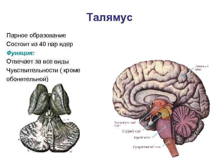 Талямус Парное образование Состоит из 40 пар ядер Функция: Отвечает за все виды Чувствительности