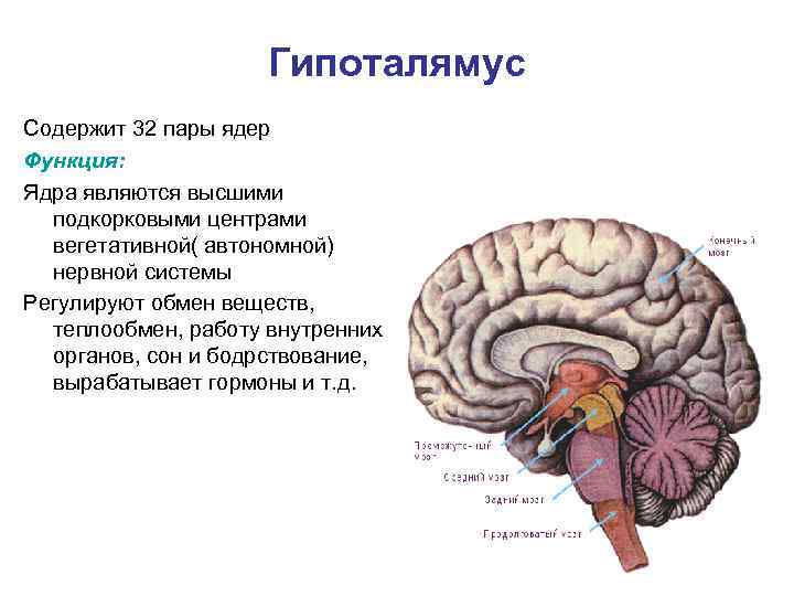 Гипоталямус Содержит 32 пары ядер Функция: Ядра являются высшими подкорковыми центрами вегетативной( автономной) нервной