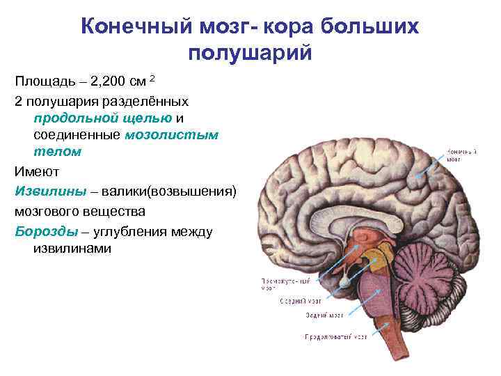 Конечный мозг- кора больших полушарий Площадь – 2, 200 см 2 2 полушария разделённых
