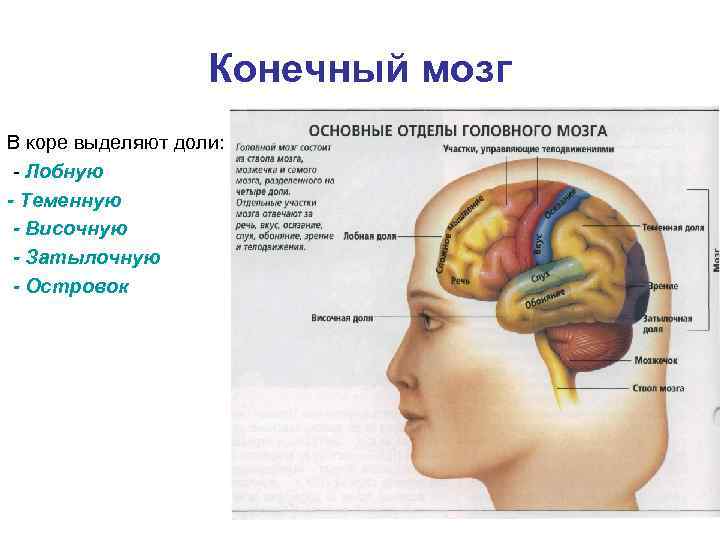 Конечный мозг В коре выделяют доли: - Лобную - Теменную - Височную - Затылочную