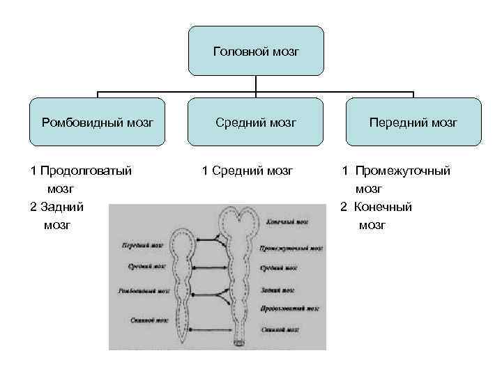 Головной мозг Ромбовидный мозг 1 Продолговатый мозг 2 Задний мозг Средний мозг 1 Средний