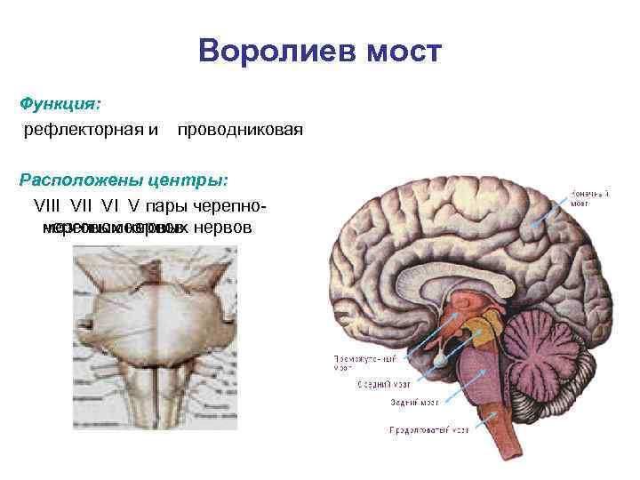 Центры рефлексов переднего мозга. Продолговатый задний средний промежуточный конечный мозг. Функции моста головного мозга. Мост головного мозга четверохолмие. Мост головного мозга строение и функции.