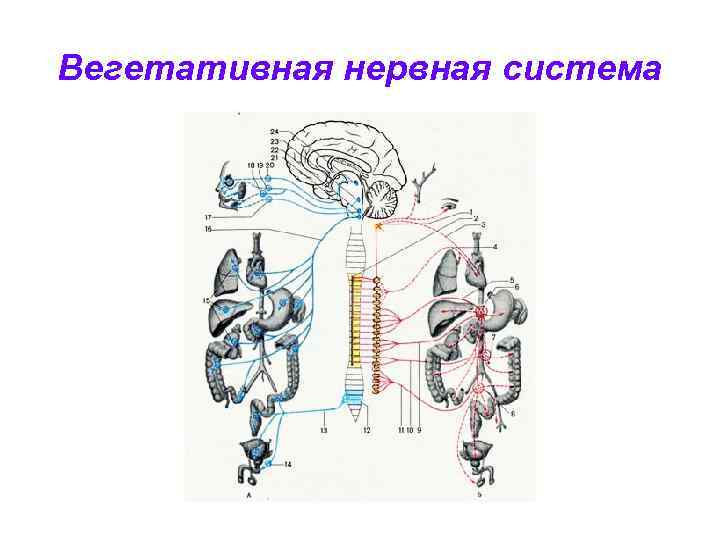 Вегетативная нервная система 