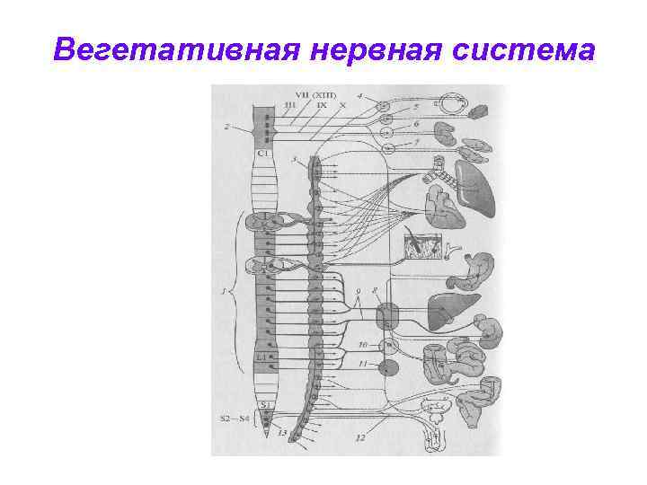 Вегетативная нервная система 