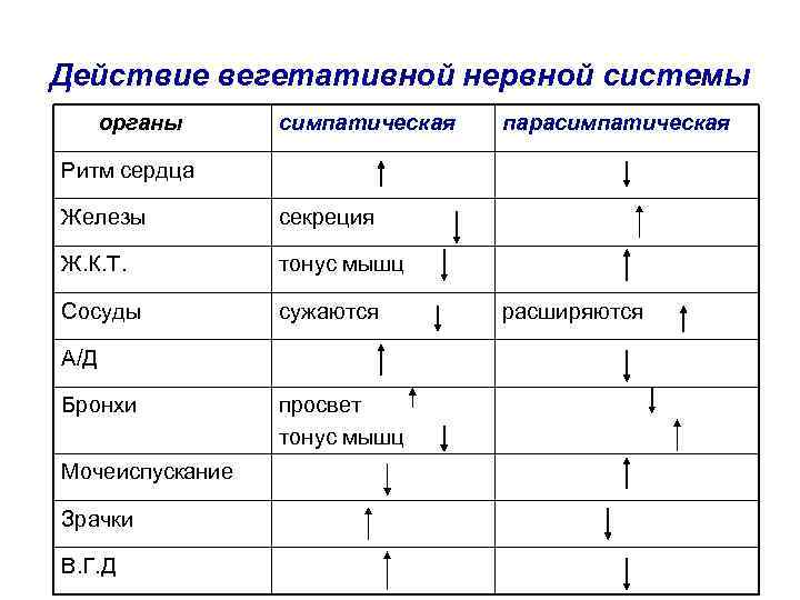 Действие вегетативной нервной системы органы симпатическая парасимпатическая Ритм сердца Железы секреция Ж. К. Т.