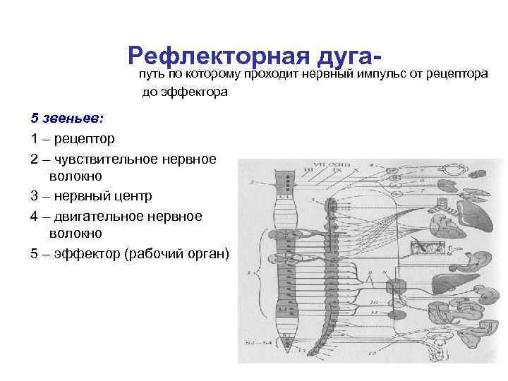 Рефлекторная дуга- путь по которому проходит нервный импульс от рецептора до эффектора 5 звеньев: