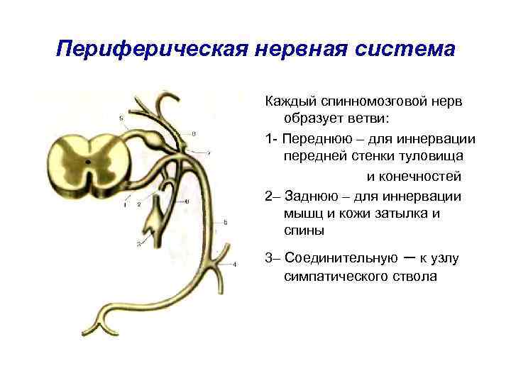 Периферическая нервная система Каждый спинномозговой нерв образует ветви: 1 - Переднюю – для иннервации