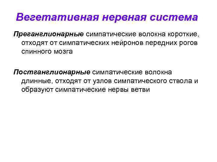 Вегетативная нервная система Преганглионарные симпатические волокна короткие, отходят от симпатических нейронов передних рогов спинного