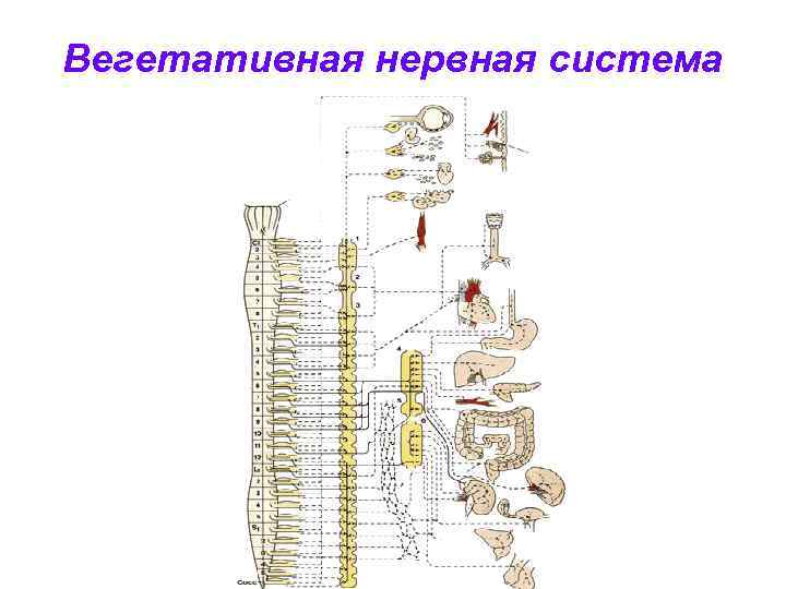 Вегетативная нервная система 