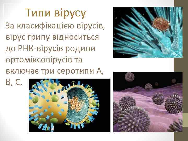 Типи вірусу За класифікацією вірусів, вірус грипу відноситься до РНК-вірусів родини ортоміксовірусів та включає