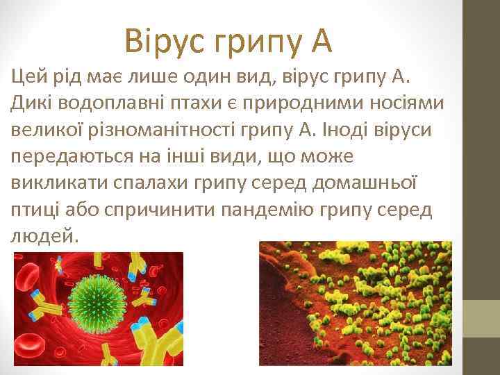 Вірус грипу A Цей рід має лише один вид, вірус грипу A. Дикі водоплавні