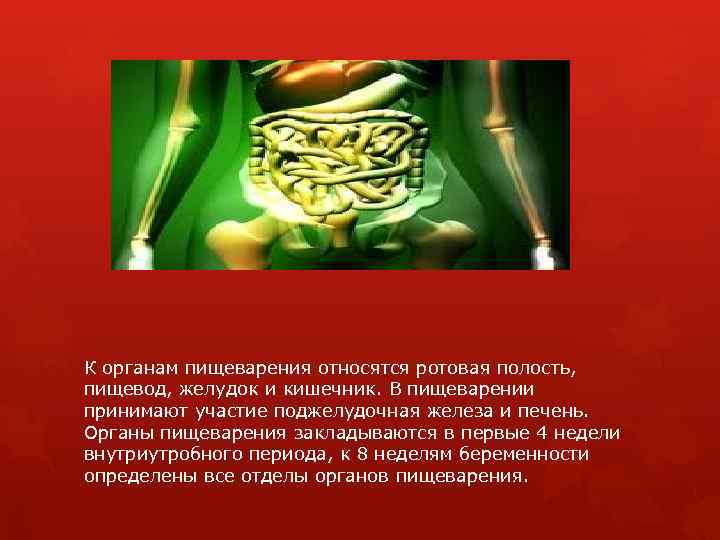 К органам пищеварения относятся ротовая полость, пищевод, желудок и кишечник. В пищеварении принимают участие