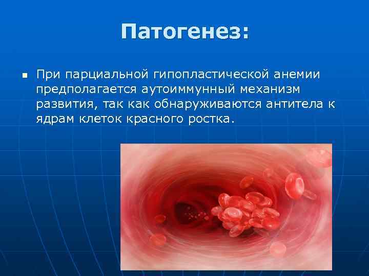 Патогенез: n При парциальной гипопластической анемии предполагается аутоиммунный механизм развития, так как обнаруживаются антитела