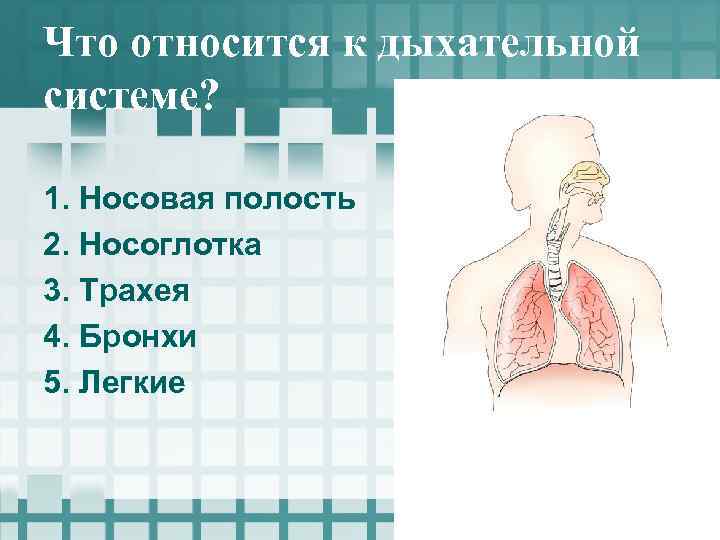 Что относится к дыхательной системе? 1. Носовая полость 2. Носоглотка 3. Трахея 4. Бронхи