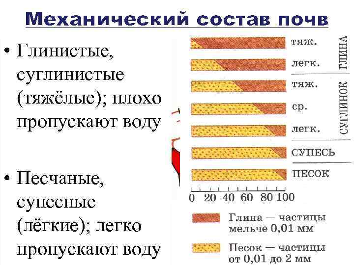 Механический состав почв • Глинистые, суглинистые (тяжёлые); плохо пропускают воду • Песчаные, супесные (лёгкие);