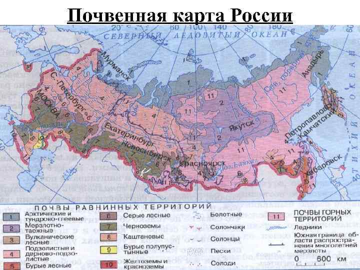 Почвенная карта России 