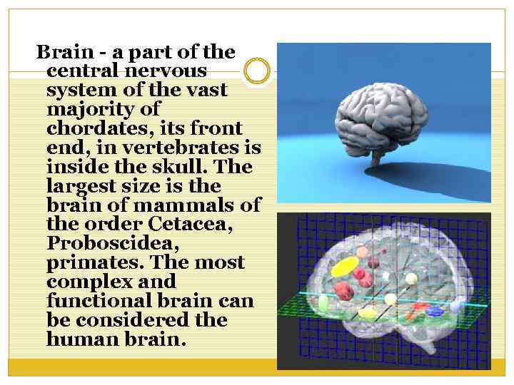 Brain - a part of the central nervous system of the vast majority of