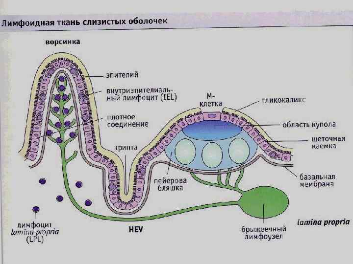 Схема строения пейеровой бляшки