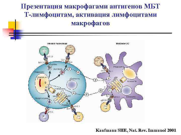 Презентация антигена лимфоцитам схема физиология