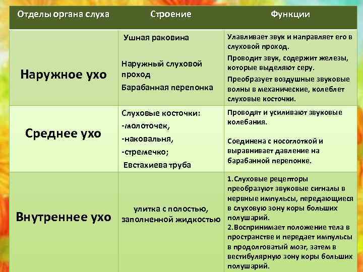 Отделы органа слуха Строение Ушная раковина Наружное ухо Среднее ухо Внутреннее ухо Наружный слуховой