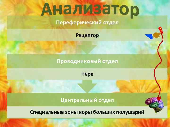 Переферический отдел Рецептор Проводниковый отдел Нерв Центральный отдел Специальные зоны коры больших полушарий 