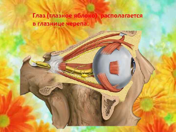 Глаз (глазное яблоко) располагается в глазнице черепа. 