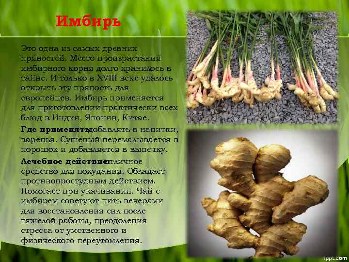 Имбирь Это одна из самых древних пряностей. Место произрастания имбирного корня долго хранилось в