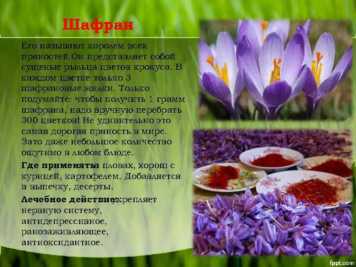 Шафран Его называют королем всех пряностей. Он представляет собой сущеные рыльца цветов крокуса. В