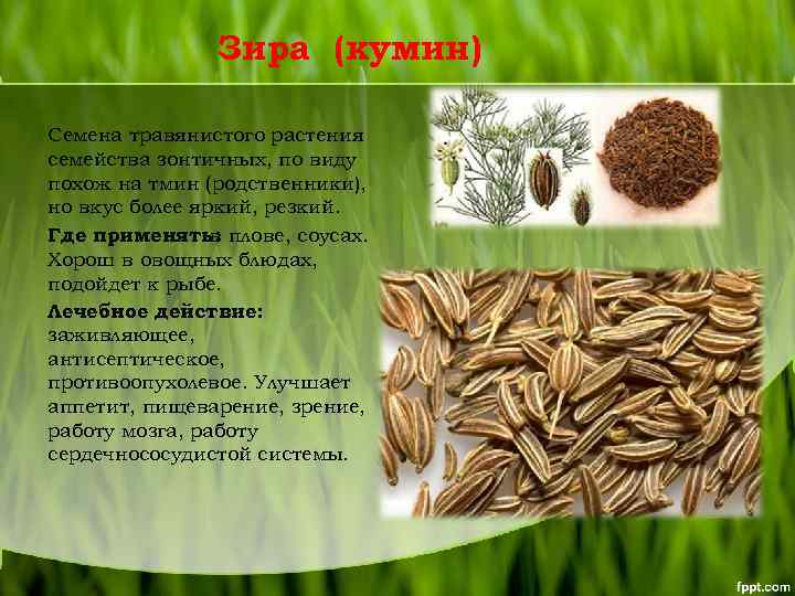 Зира (кумин) Семена травянистого растения семейства зонтичных, по виду похож на тмин (родственники), но
