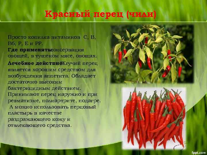 Красный перец (чили) Просто копилка витаминов С, В, В 6, Р, Е и РР.