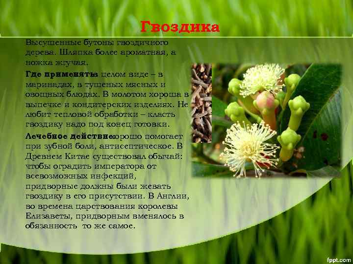 Гвоздика Высушенные бутоны гвоздичного дерева. Шляпка более ароматная, а ножка жгучая. Где применять: целом