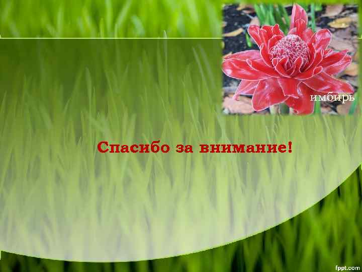 имбирь Спасибо за внимание! 