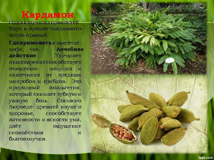 Кардамон Одна из лучших пряностей. Вкус и аромат-сладковатоостро-пряный. Где применятьв выпечке, : кофе, чае.