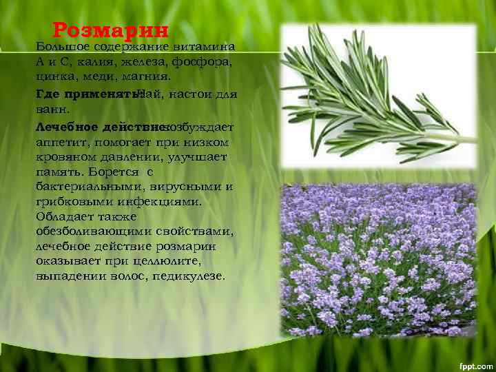 Розмарин Большое содержание витамина А и С, калия, железа, фосфора, цинка, меди, магния. Где