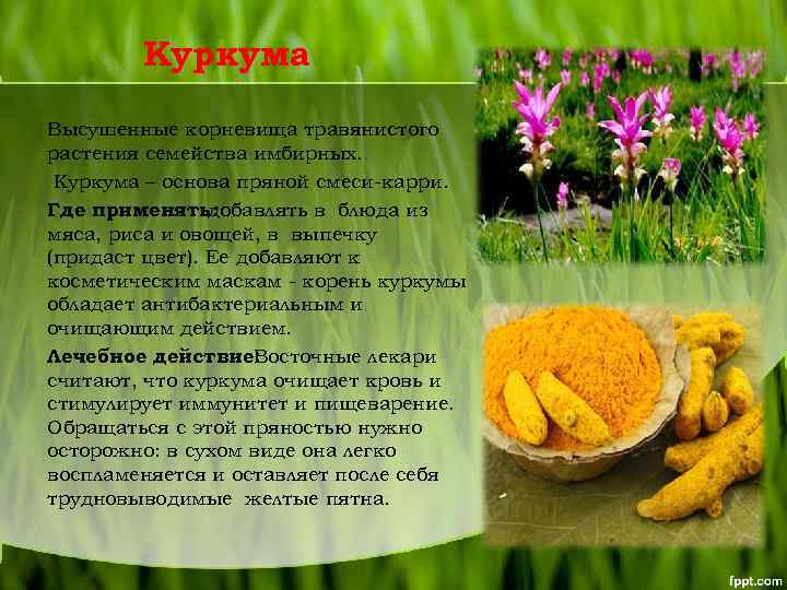 Куркума Высушенные корневища травянистого растения семейства имбирных. Куркума – основа пряной смеси-карри. Где применять: