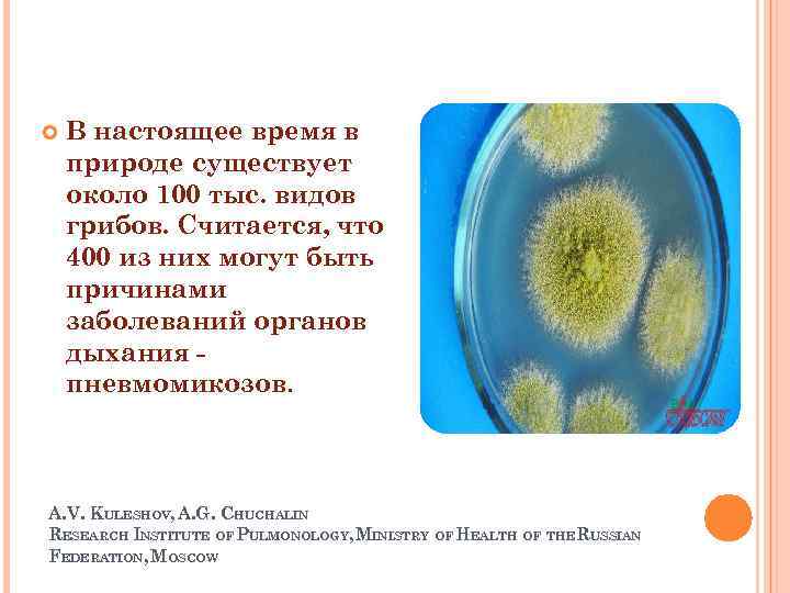  В настоящее время в природе существует около 100 тыс. видов грибов. Считается, что