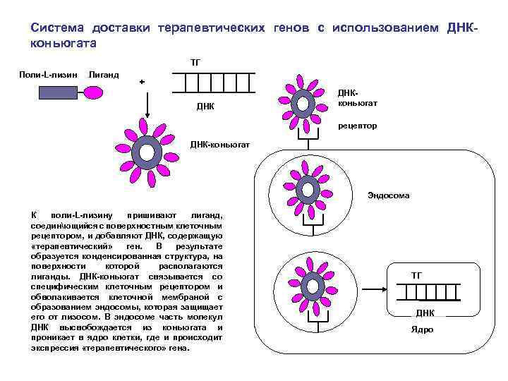 Система доставки терапевтических генов с использованием ДНКконьюгата ТГ Поли-L-лизин Лиганд + ДНКконьюгат рецептор ДНК-коньюгат