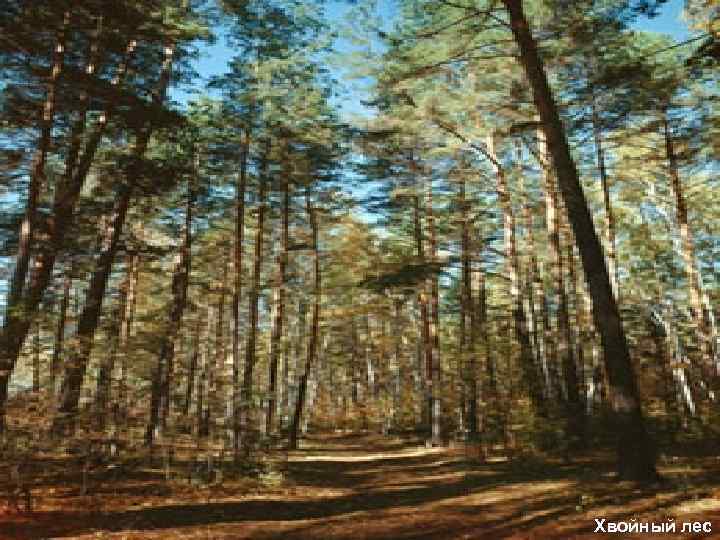 Хвойный лес 