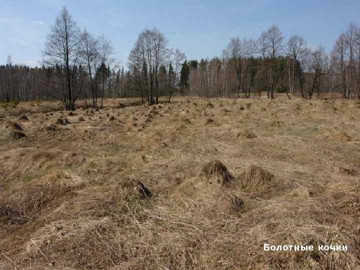 Болотные кочки 