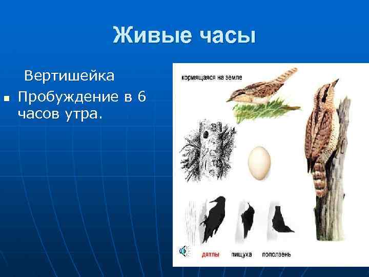 Живые часы n Вертишейка Пробуждение в 6 часов утра. 