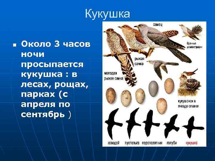 Кукушка n Около 3 часов ночи просыпается кукушка : в лесах, рощах, парках (с
