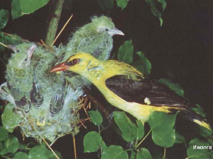 Иволга 
