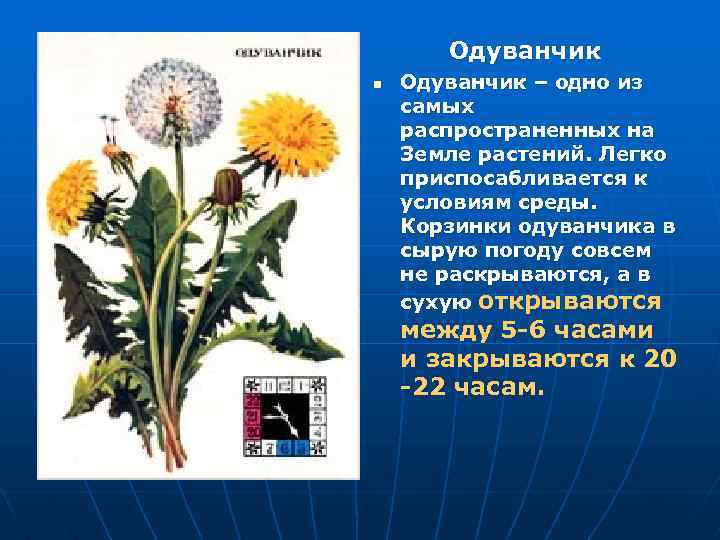 Одуванчик n Одуванчик – одно из самых распространенных на Земле растений. Легко приспосабливается к