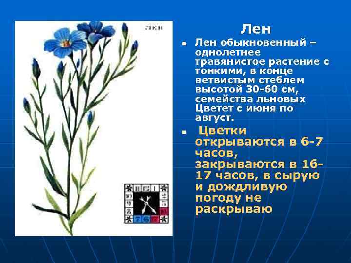 Лен n n Лен обыкновенный – однолетнее травянистое растение с тонкими, в конце ветвистым