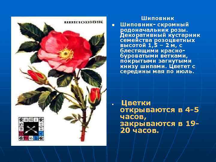 n n Шиповник- скромный родоначальник розы. Декоративный кустарник семейства розоцветных высотой 1, 5 –