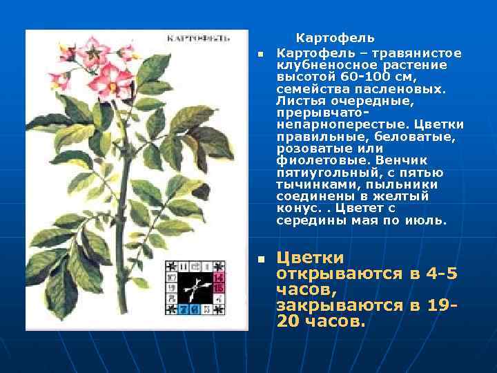  Картофель n Картофель – травянистое клубненосное растение высотой 60 -100 см, семейства пасленовых.
