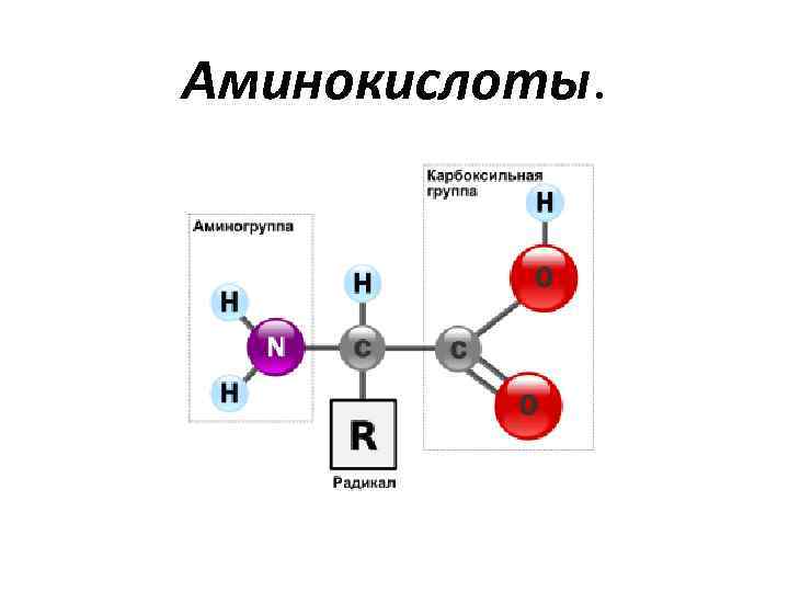 Аминокислоты. 